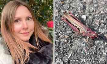 Shocked woman spots super-rare PINK grasshopper - after mistaking it for a caterpillar