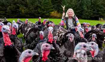 Fears Christmas could be ruined due to bird flu ‘endemic’ stopping turkey production