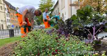 Kitzingen: Mit rund 2500 Pflanzen - Stadtgärtner machen Plätze für den Winter schön