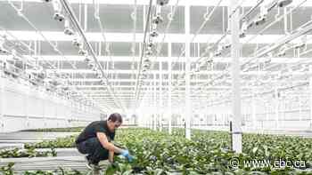 Facing a tough market, Canadian pot producers are diversifying — into orchids, beer and veggies