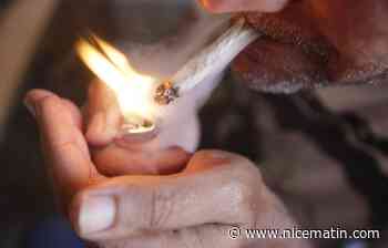 Les gendarmes de Valbonne découvrent 64 pieds de cannabis dans les bois