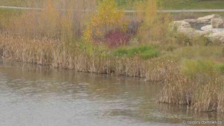4-year-old boy pulled from Airdrie, Alta., pond dies in hospital