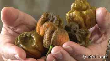 SC Man breaks own record creating hottest pepper that's hotter than Carolina Reaper