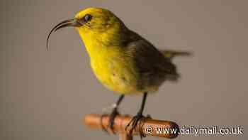 US declares 21 endangered species EXTINCT: Two types of freshwater fish, 10 birds and the Little Mariana fruit bat are officially lost