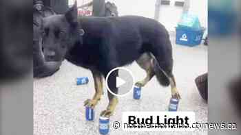 Northern Ont. police investigating animal abuse claims as video circulates online