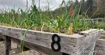 Community garden soil testing begins following American Iron and Metal fire