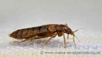 Bettwanzen in der Wohnung loswerden – die meisten Hausmittel genügen nicht