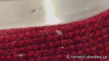 Video of bed bug seen crawling across TTC seat goes viral
