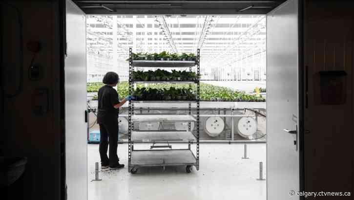 What statistics say about pot use in Canada 5 years after legalization