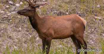 Parks Canada signs agreement with First Nations, opens door to harvesting in Jasper