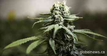 A look at cannabis use in Saskatchewan after 5 years of legalization