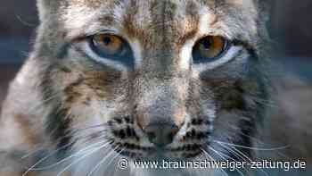 Harz: Süßes Luchs-Video aus Herzberg macht im Netz die Runde