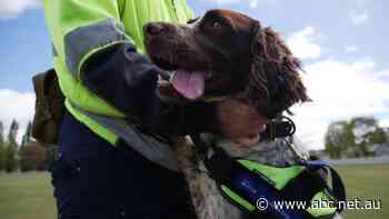 Nicole quit her job of 20 years to help Joey the 'one in a million' leak detection dog be his best