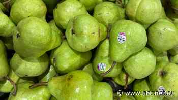 Pears seen as the uncool fruit and it's having an impact on growers