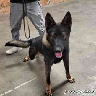 Zebulon Police Department needs helping naming newest member