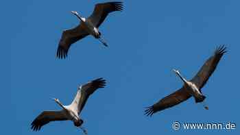 Meine lieben Freunde und Aufmunterer sind zurück – die Kraniche
