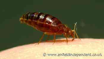 Bedbug bites advice issued by Chemist Click Online Pharmacy