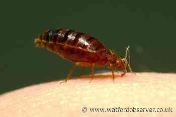Watford bedbug issue 'manic' as Hertfordshire 'a hotspot'