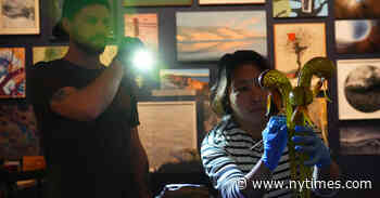 At the de Young, a Rousing Showcase for Bay Area Artists