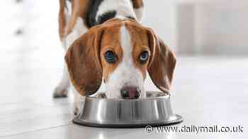 Bone appetit! Dogs prefer food over toys, study confirms