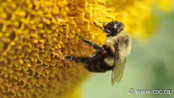 Bees can now get their hives renovated — and it could save their lives