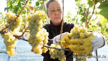 Sachsen: Winzer melden »Ausnahmejahrgang« – 23 Prozent mehr Most