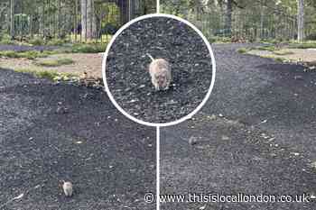 Rats pictured in Richard Hope Play Space in Finsbury Park
