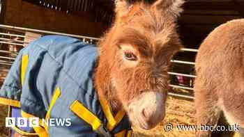 Story of baby donkey stolen from Hook farm turned into a book