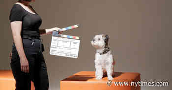 At NY Dog and Cat Film Festivals, Love, Licks and Looniness