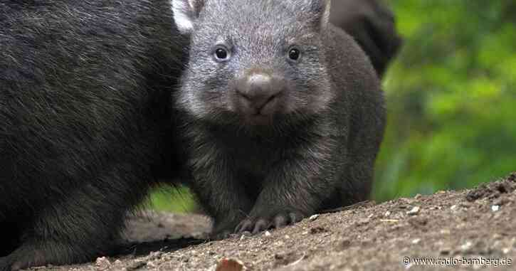 Wombat-Nachwuchs zeigt sich im Zoo Hannover