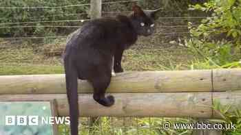Dudley Zoo hunts owner of cat spotted in animal enclosures