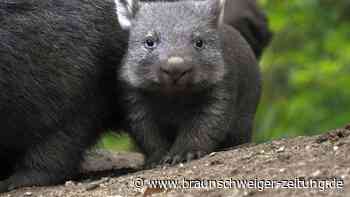 Wombat-Nachwuchs zeigt sich im Zoo Hannover