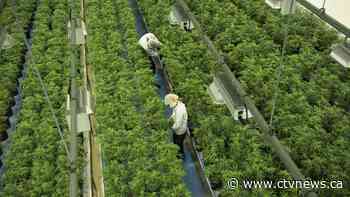 Up in smoke: 5 years after legalization, cannabis use higher while companies burn out