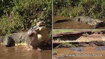 Snap-solutely terrifying! Watch the moment a huge crocodile eats a baby hippo - with the umbilical cord still attached