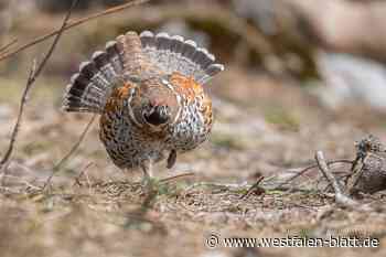 Professor der Uni Bielefeld hält Schutz der Egge für dringend erforderlich