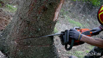 Frau bei Waldarbeiten gestorben - Ehemann muss Tragödie mit ansehen