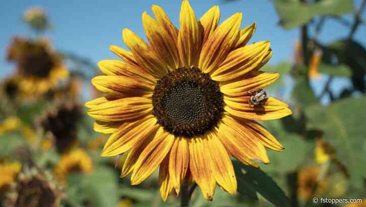 A Review of the Tamron 17-50mm f/4 Di III VXD Lens