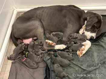 15 puppies! Great Dane gives birth to record-breaking litter at Raleigh rescue, gains national fame