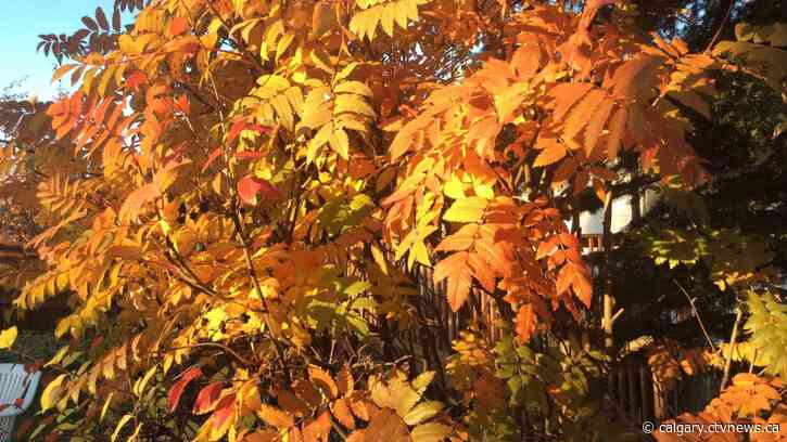 Calgary's highs dropping more than 20 degrees by early next week
