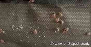 Bedbug expert reveals 'worst infestation' he has seen in London flat