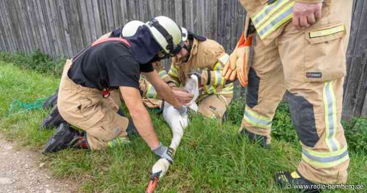 Schwan-Rettungsaktion auf Weiher bei Schloss Seehof