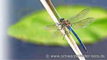 In Bad Herrenalb: 16 verschiedene Libellenarten entdeckt