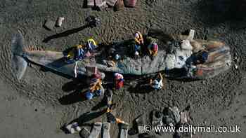 Mystery of why more than 2,000 gray whales have died along US coast since the 1980s may have been SOLVED - and the reason is haunting