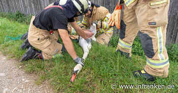 Kreis Bamberg: Verletzter Schwan löst Feuerwehreinsatz aus