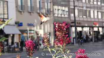 Es schwirrt am Moritzplatz: Vogel oder Falter?