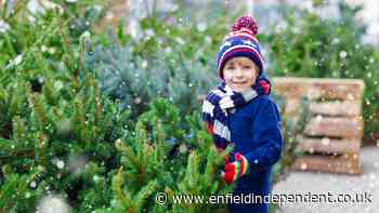 The best places to buy a Christmas tree across London