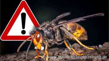 Asiatische Hornisse breitet sich rasant aus – es werden täglich mehr