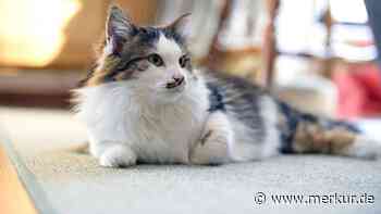 Wenn die Katze auf den Teppich pinkelt – was hat ihr Verhalten zu bedeuten? Ursachen und Lösungen