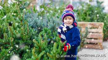The best places to buy a Christmas tree across London