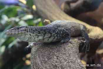 20 neue Arten ziehen in den Allwetterzoo Münster ein